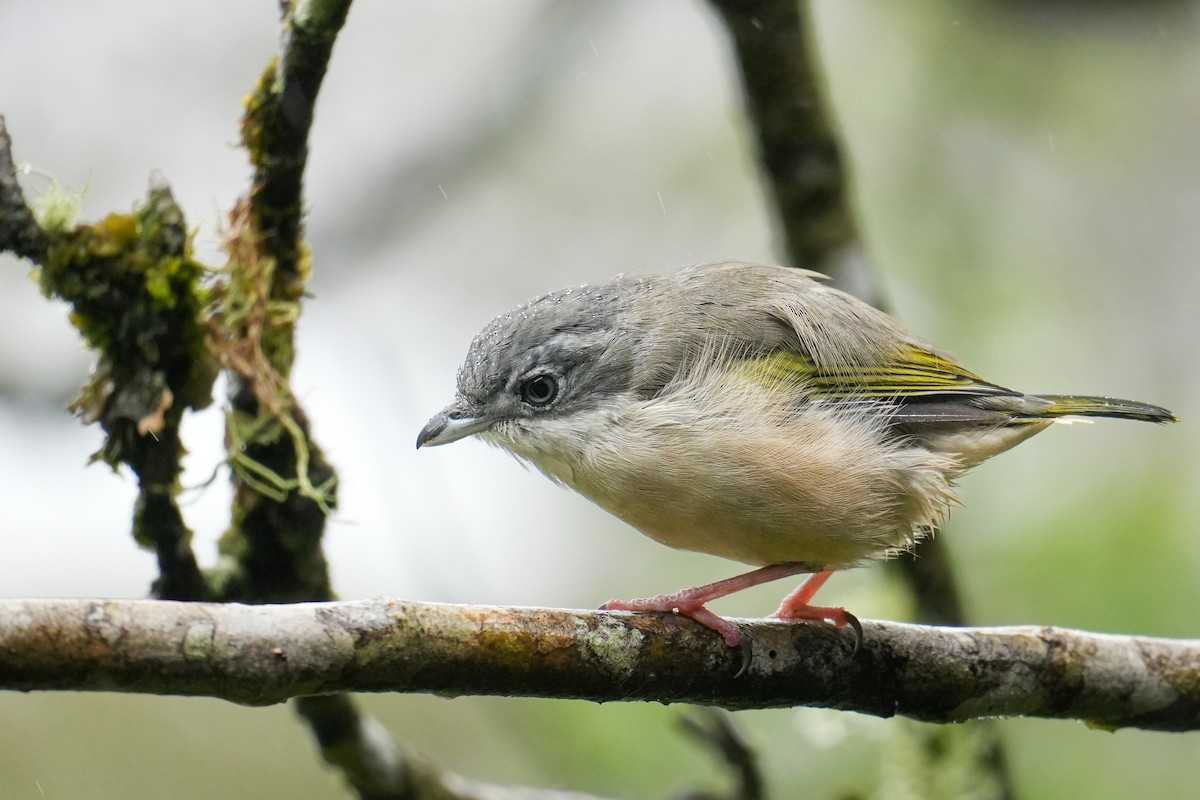 White-browed Shrike-Babbler - ML641961847