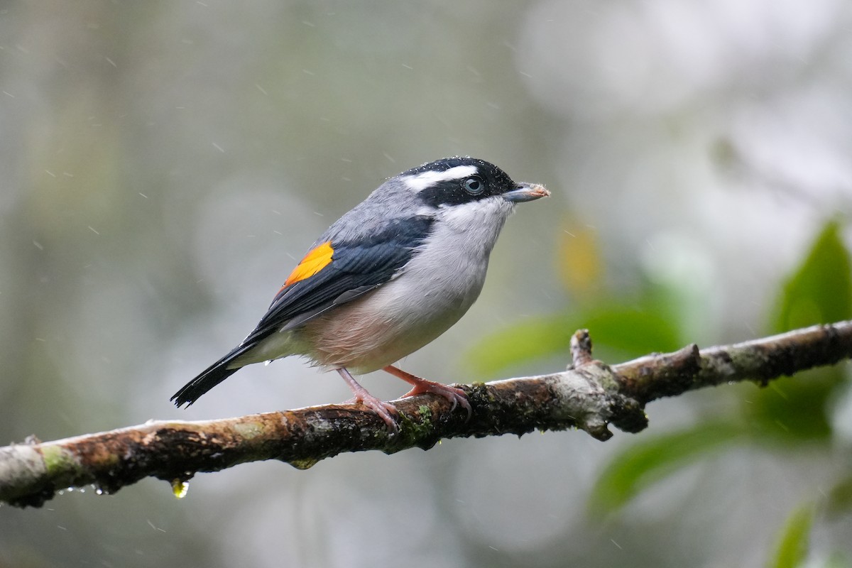White-browed Shrike-Babbler - ML641961848
