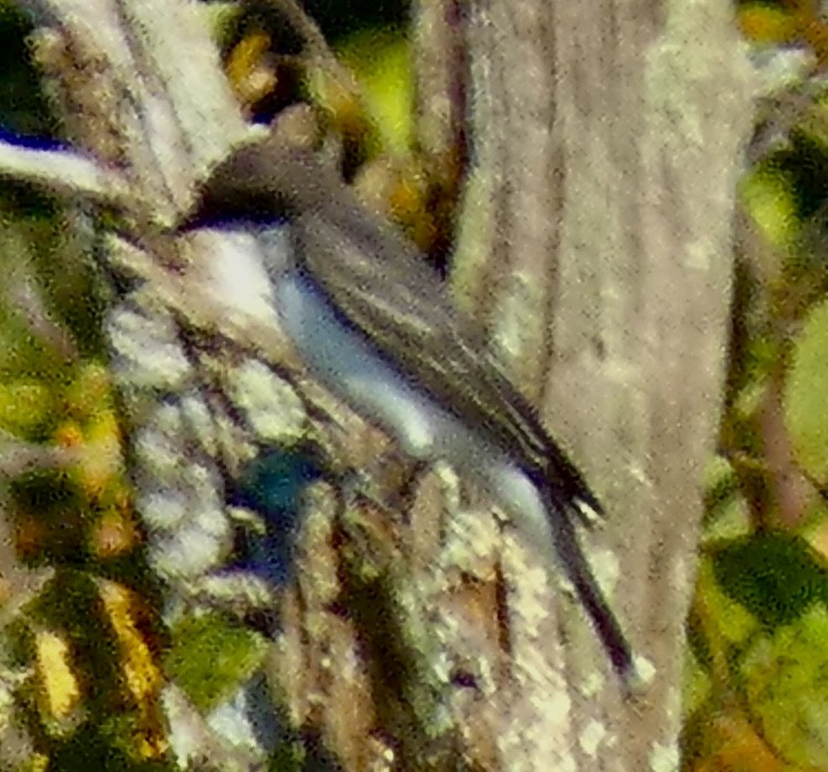 Eastern Kingbird - ML641961849