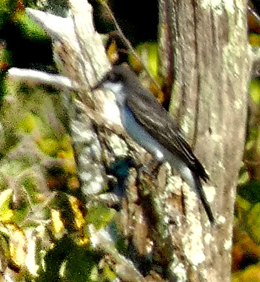 Eastern Kingbird - ML641961850
