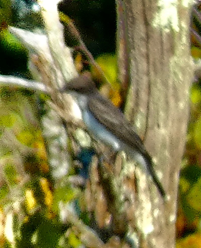Eastern Kingbird - ML641961851
