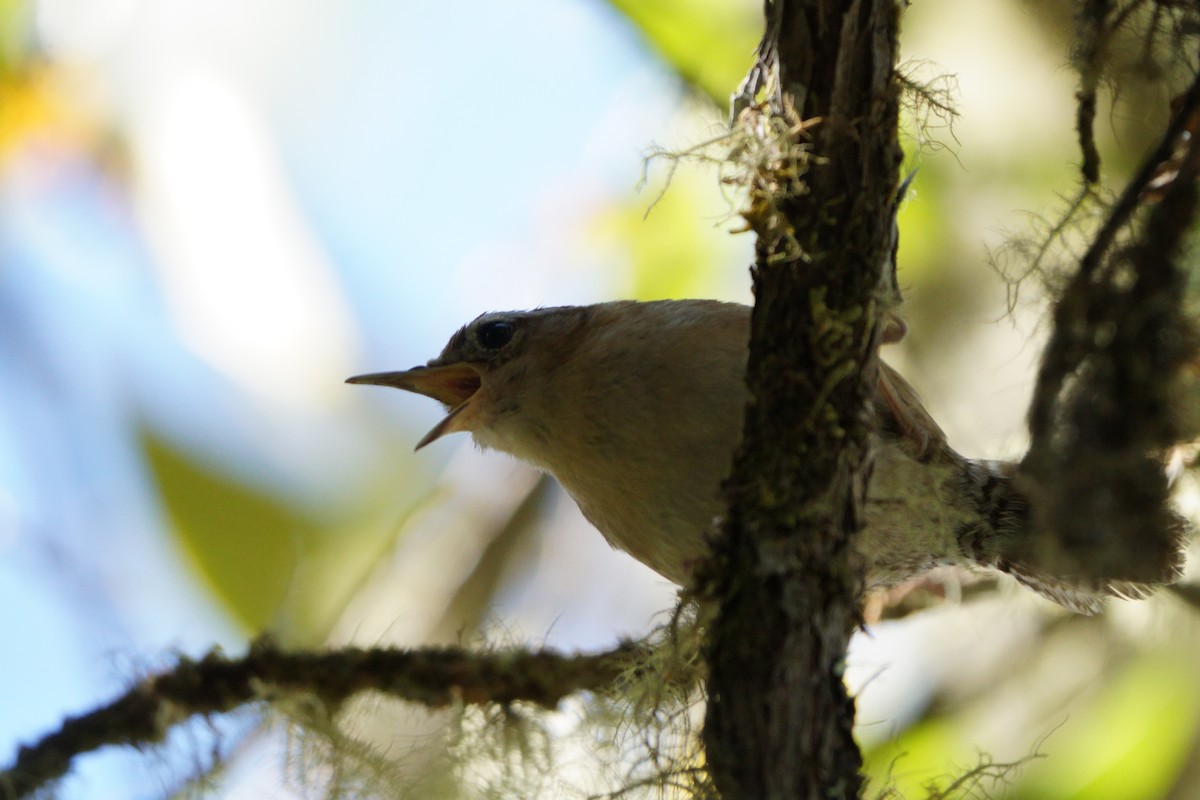 Mountain Wren - ML641961853