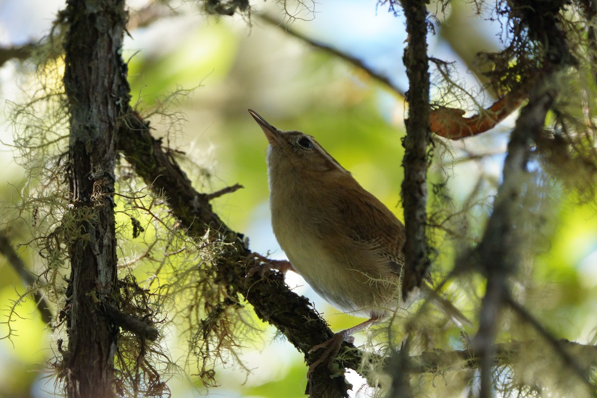 Mountain Wren - ML641961854