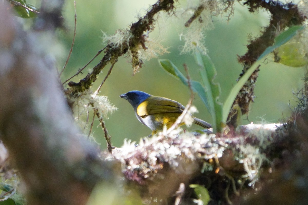 Blue-capped Tanager - ML641961855
