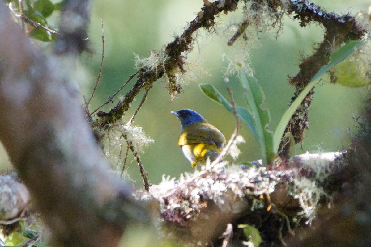 Blue-capped Tanager - ML641961856