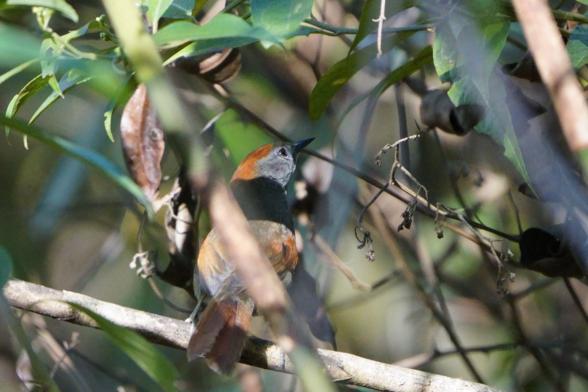 Azara's Spinetail - ML641961863