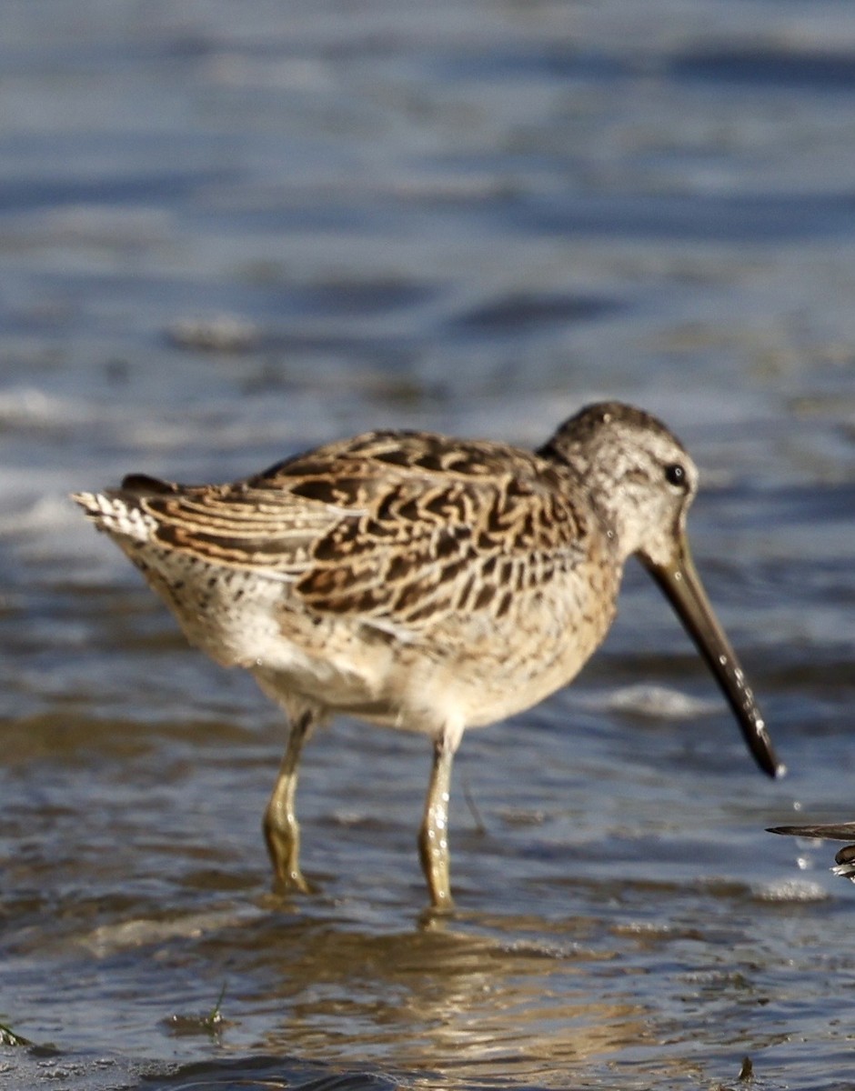 Short-billed Dowitcher - ML641961865