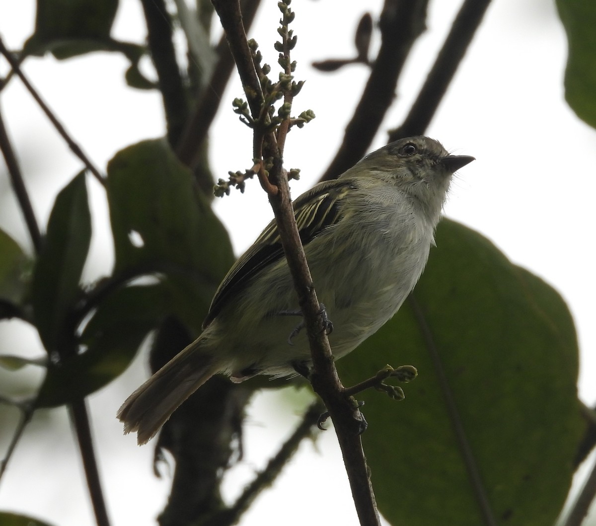 Mistletoe Tyrannulet - ML641961867