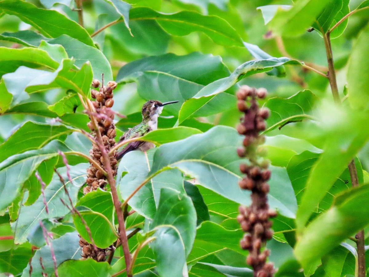 Ruby-throated Hummingbird - ML641961871
