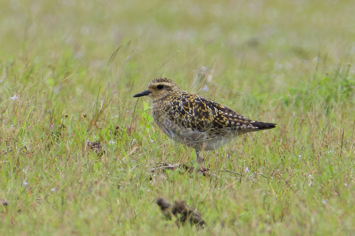 Pacific Golden-Plover - ML641961879