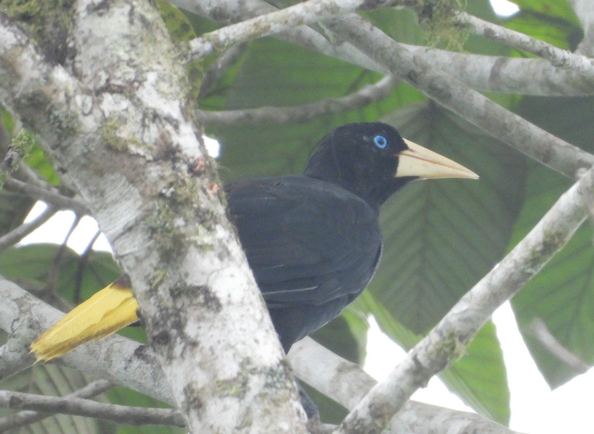 Crested Oropendola - ML641961880