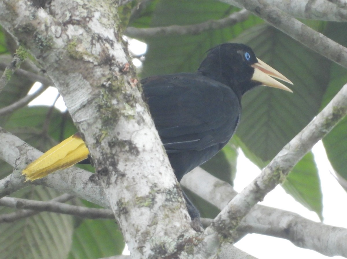 Crested Oropendola - ML641961881