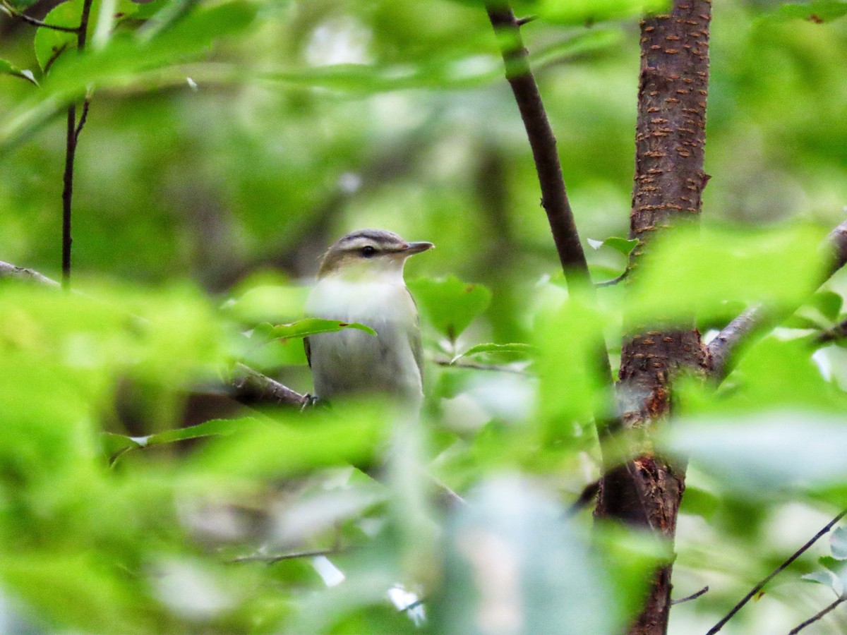 Rotaugenvireo - ML641961885