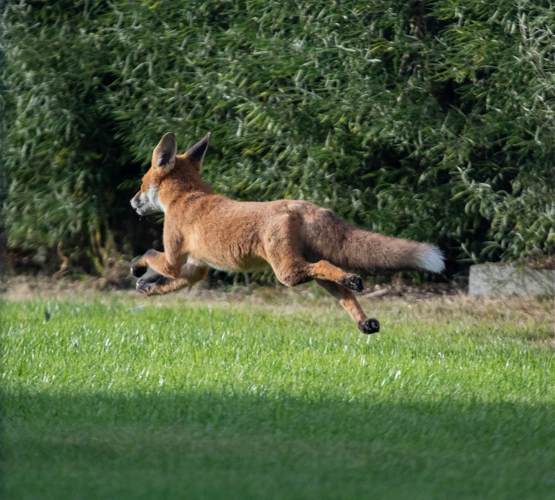 Red Fox - ML641961899