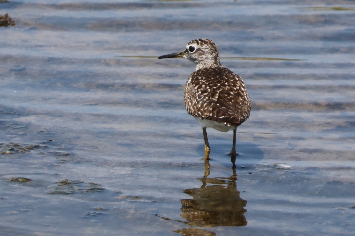 Bruchwasserläufer - ML641961932