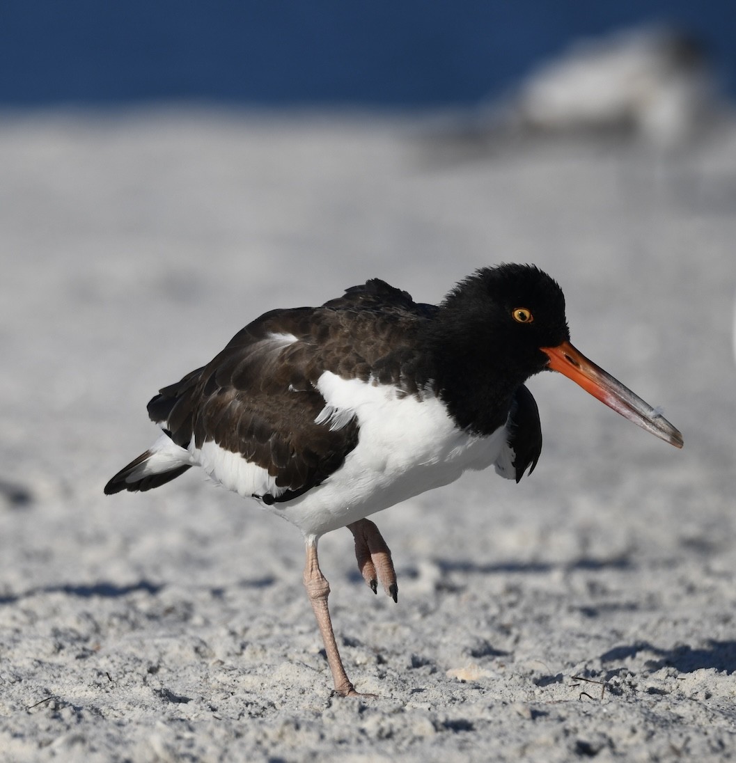 American Oystercatcher - ML641961942