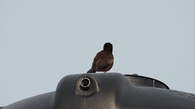Common Myna - ML641961965