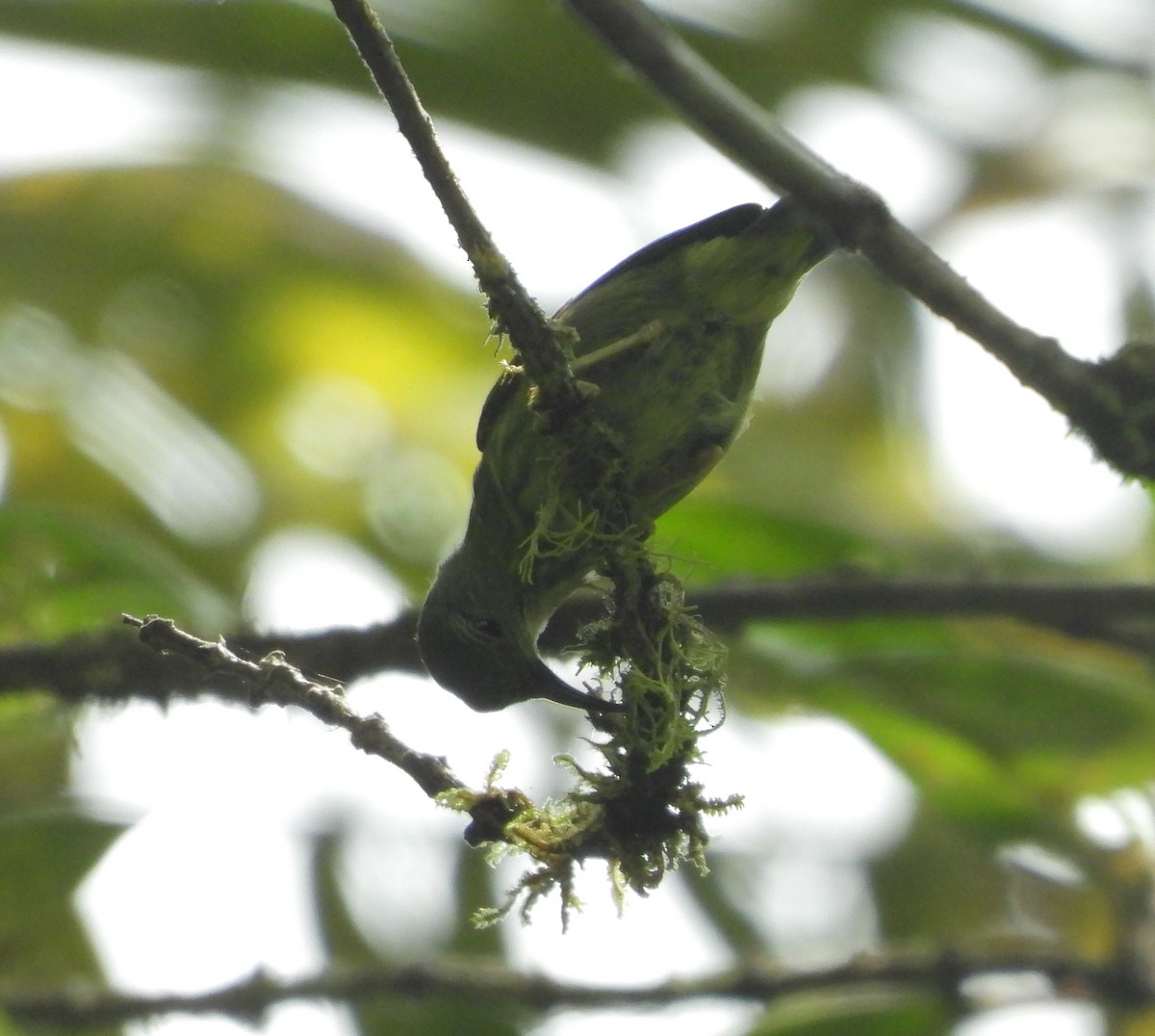 Shining Honeycreeper - ML641961995