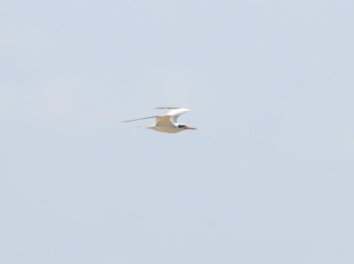 Large-billed Tern - ML641962005