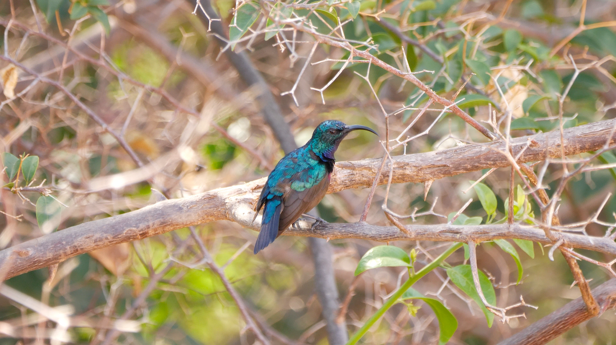 Loten's Sunbird - ML641962008