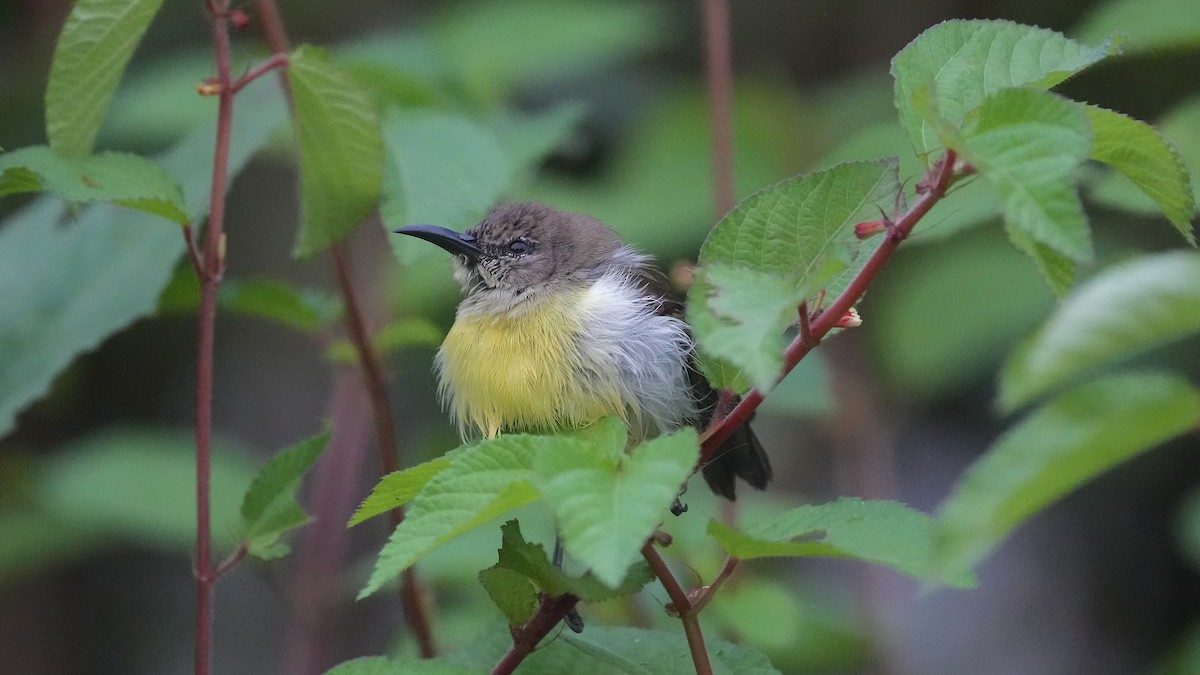 Purple-rumped Sunbird - ML641962011