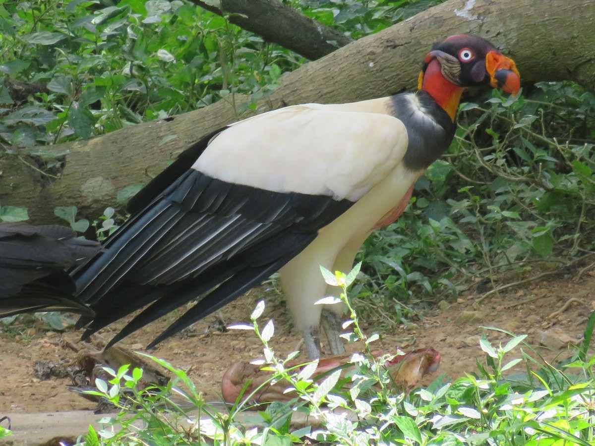 King Vulture - ML641962015