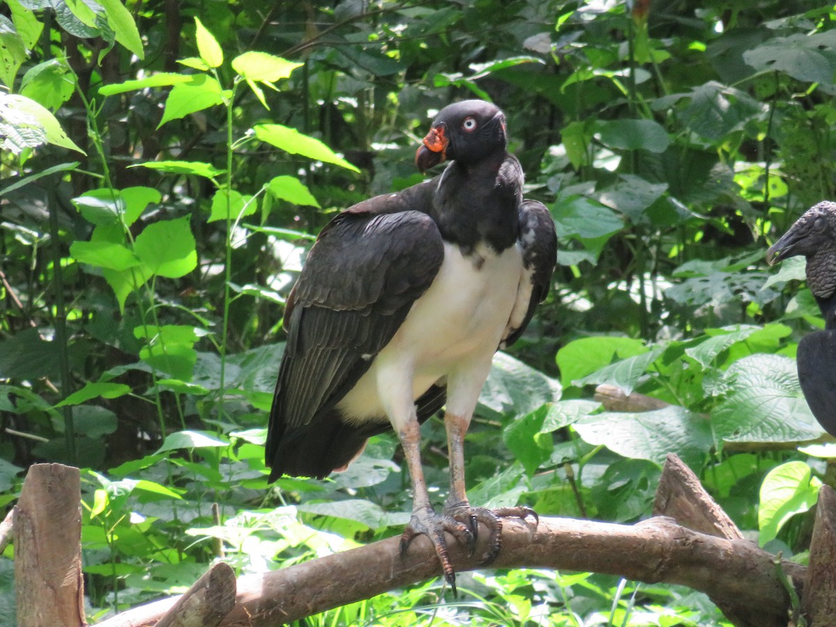 King Vulture - ML641962017