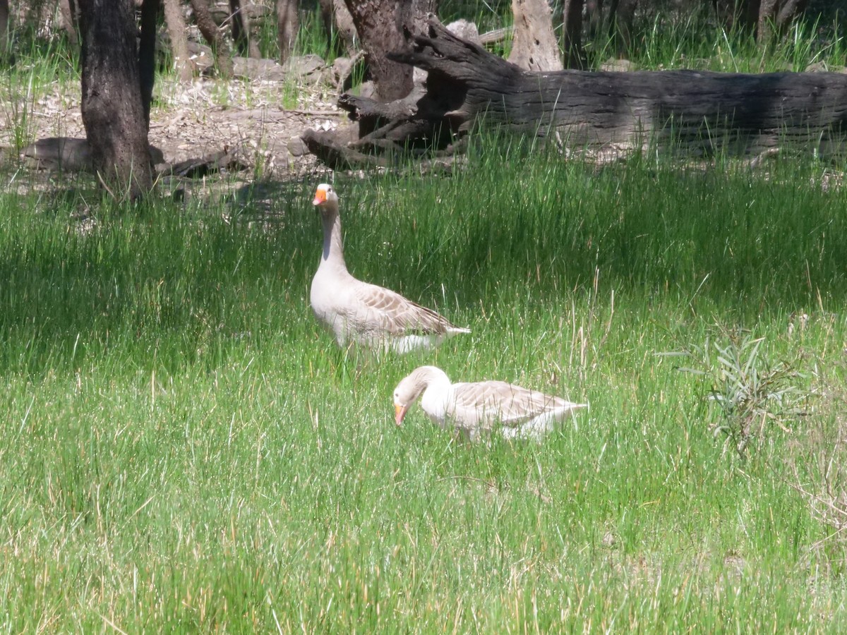 Antzara sp. (etxekoa) - ML641962019