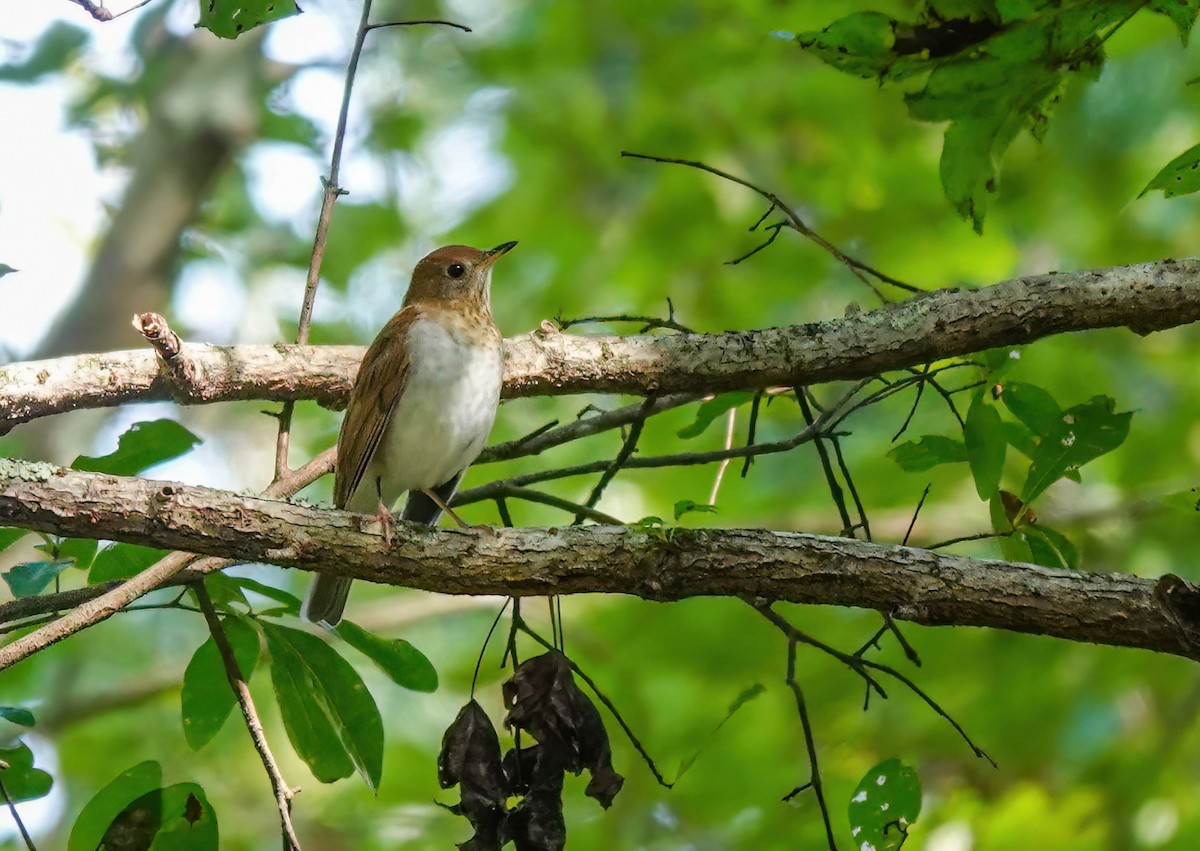 Veery - ML641962020