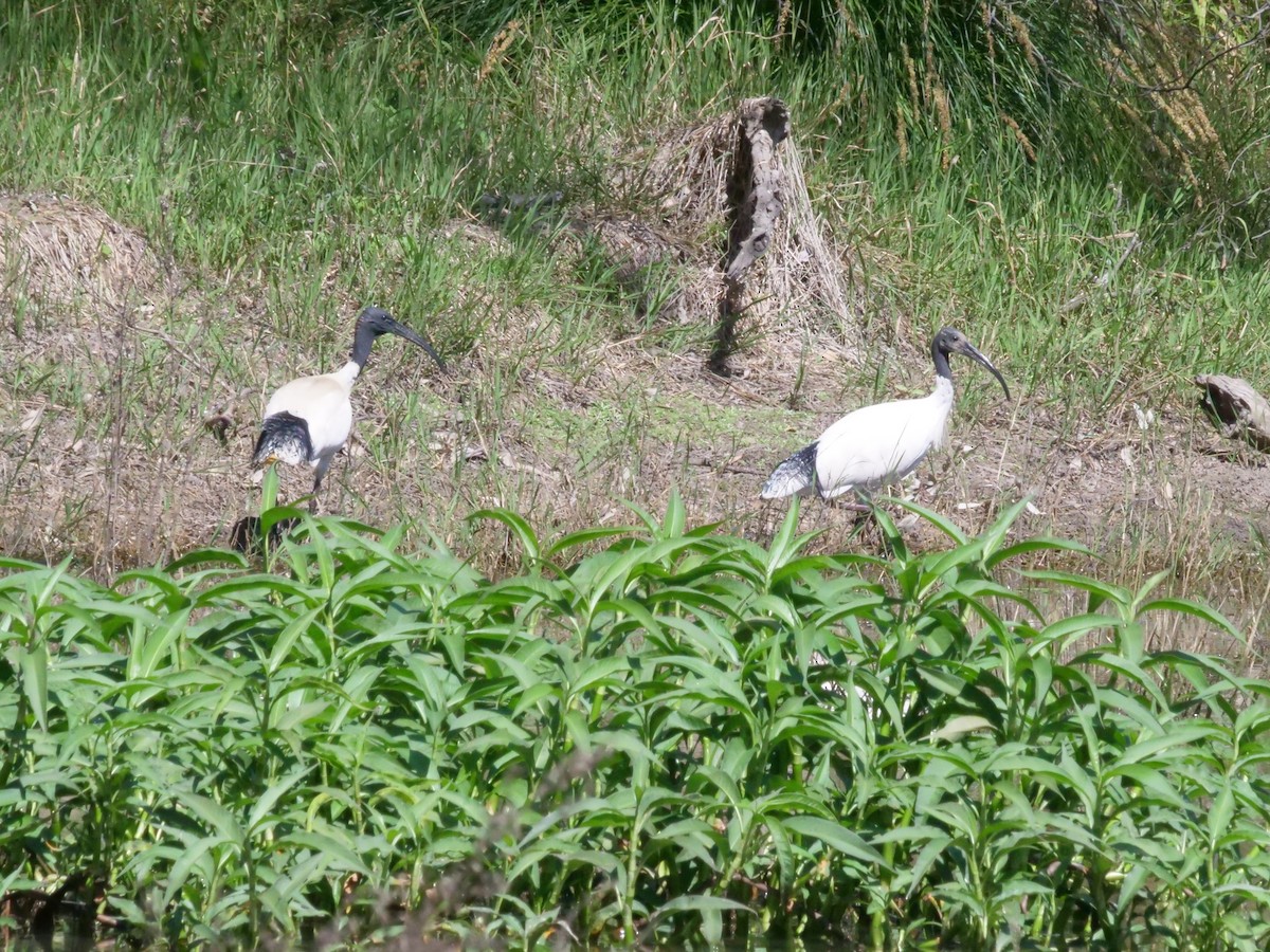 Australian Ibis - ML641962025