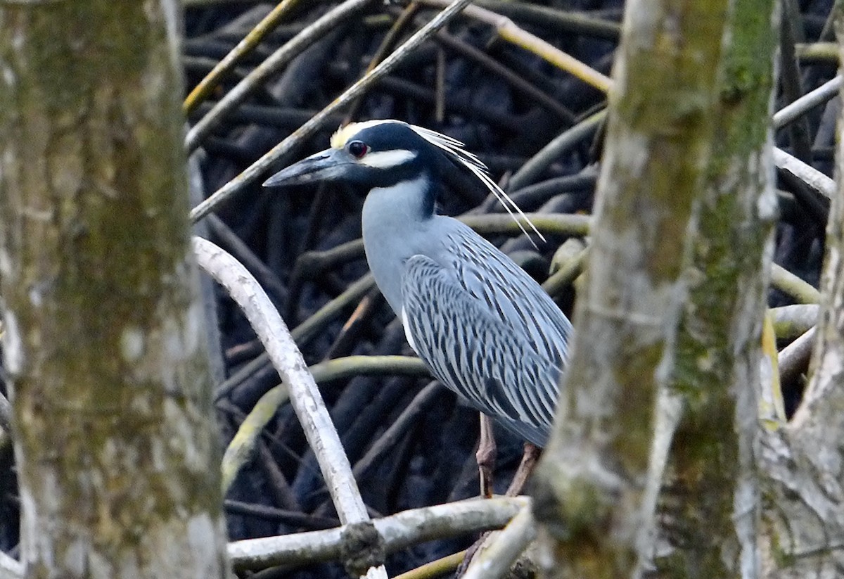 Yellow-crowned Night Heron - ML641962027