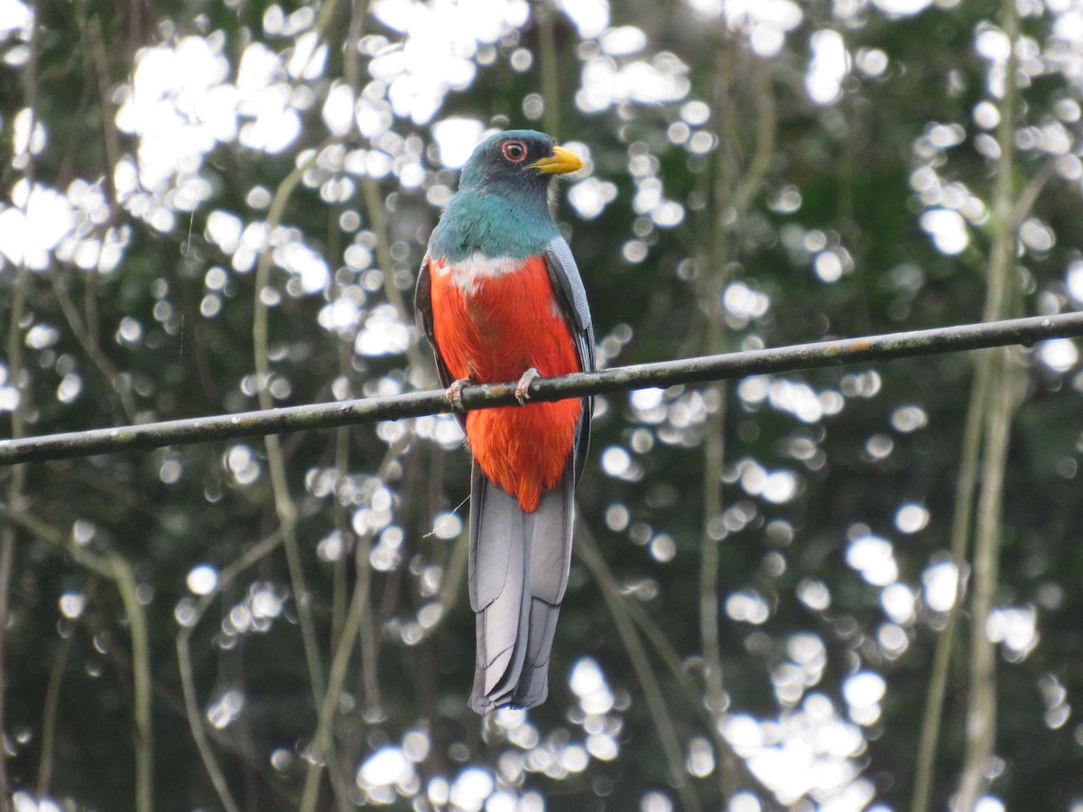 Black-tailed Trogon - ML641962029