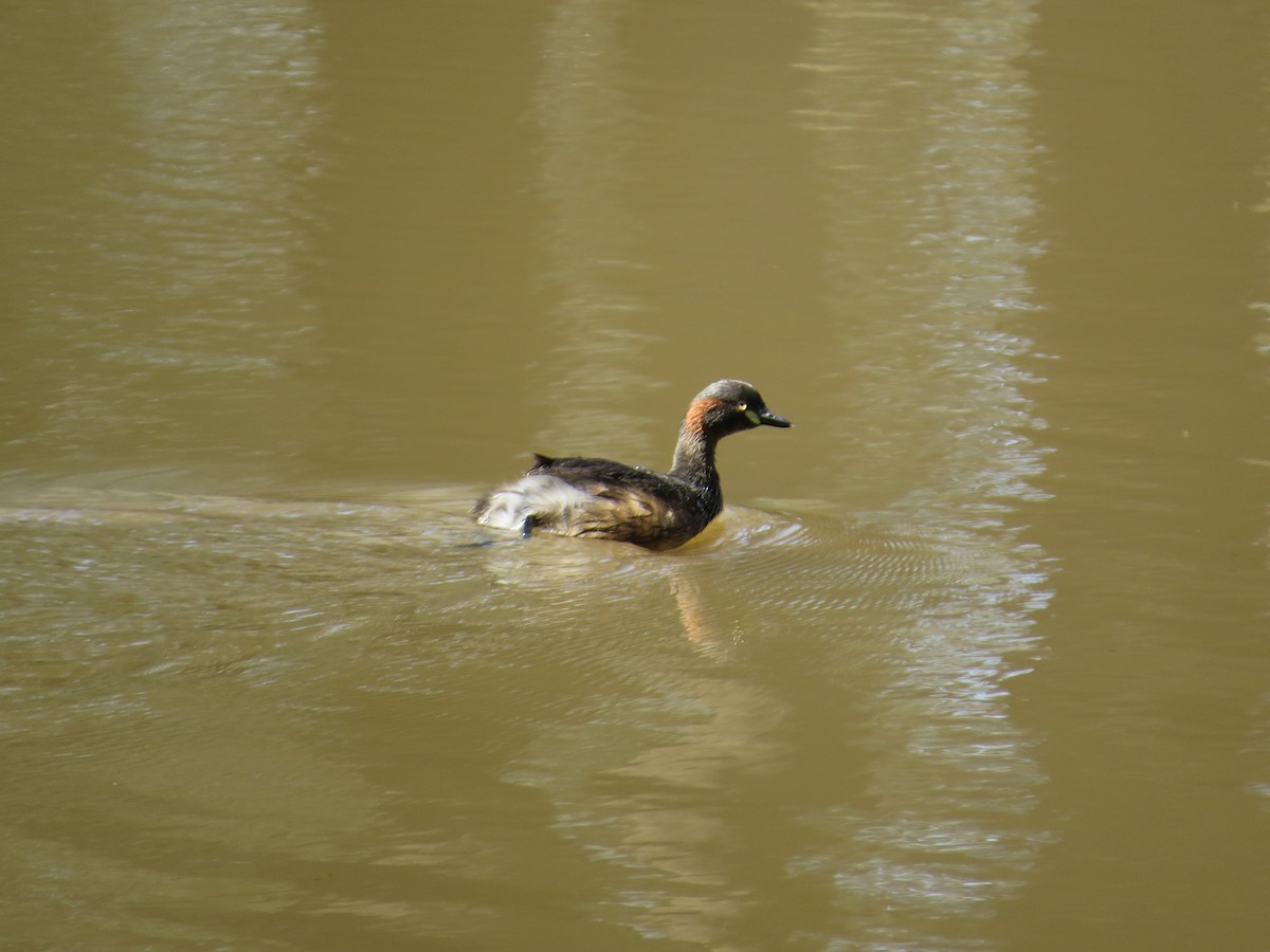Australasian Grebe - ML641962042