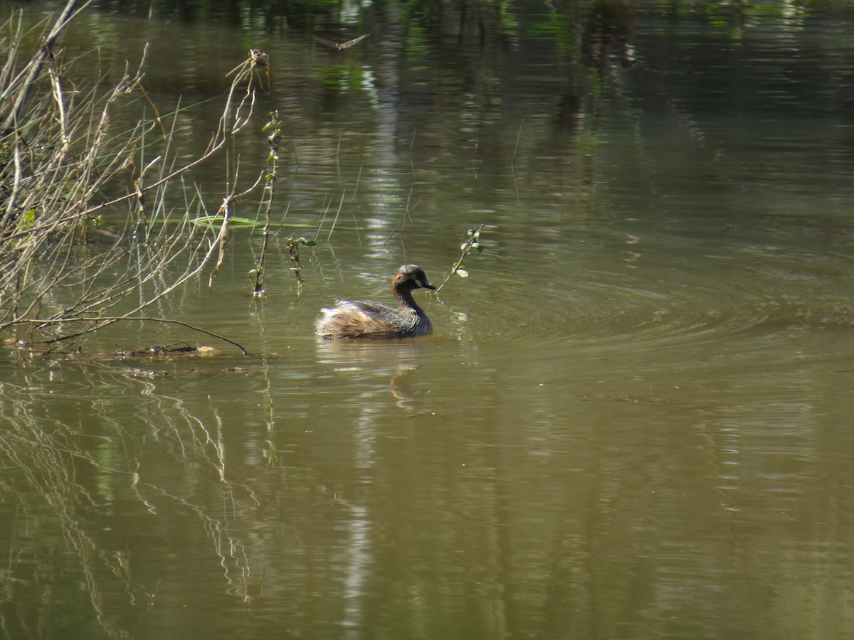 Australasian Grebe - ML641962043