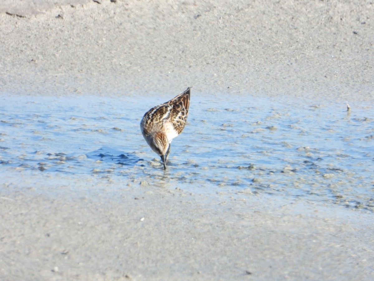 Little Stint - ML641962082