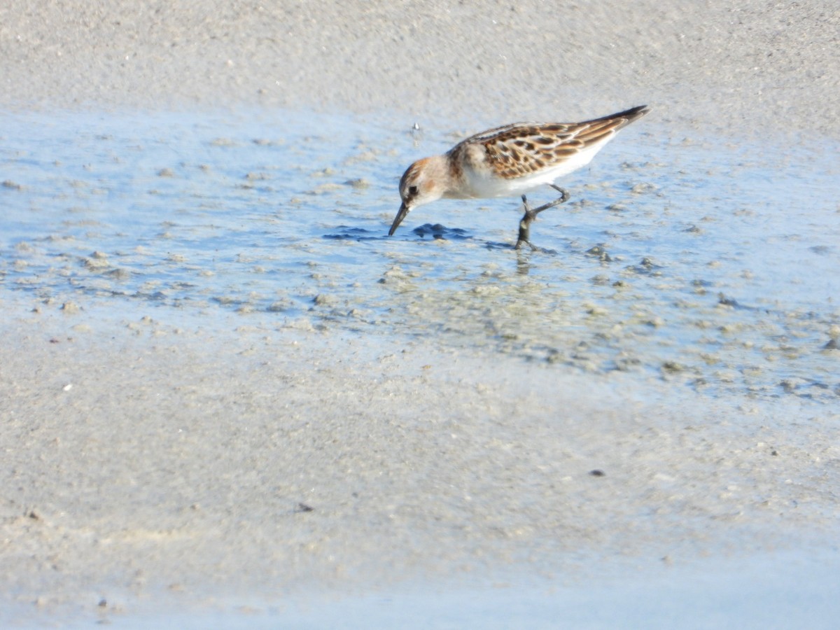 Little Stint - ML641962083