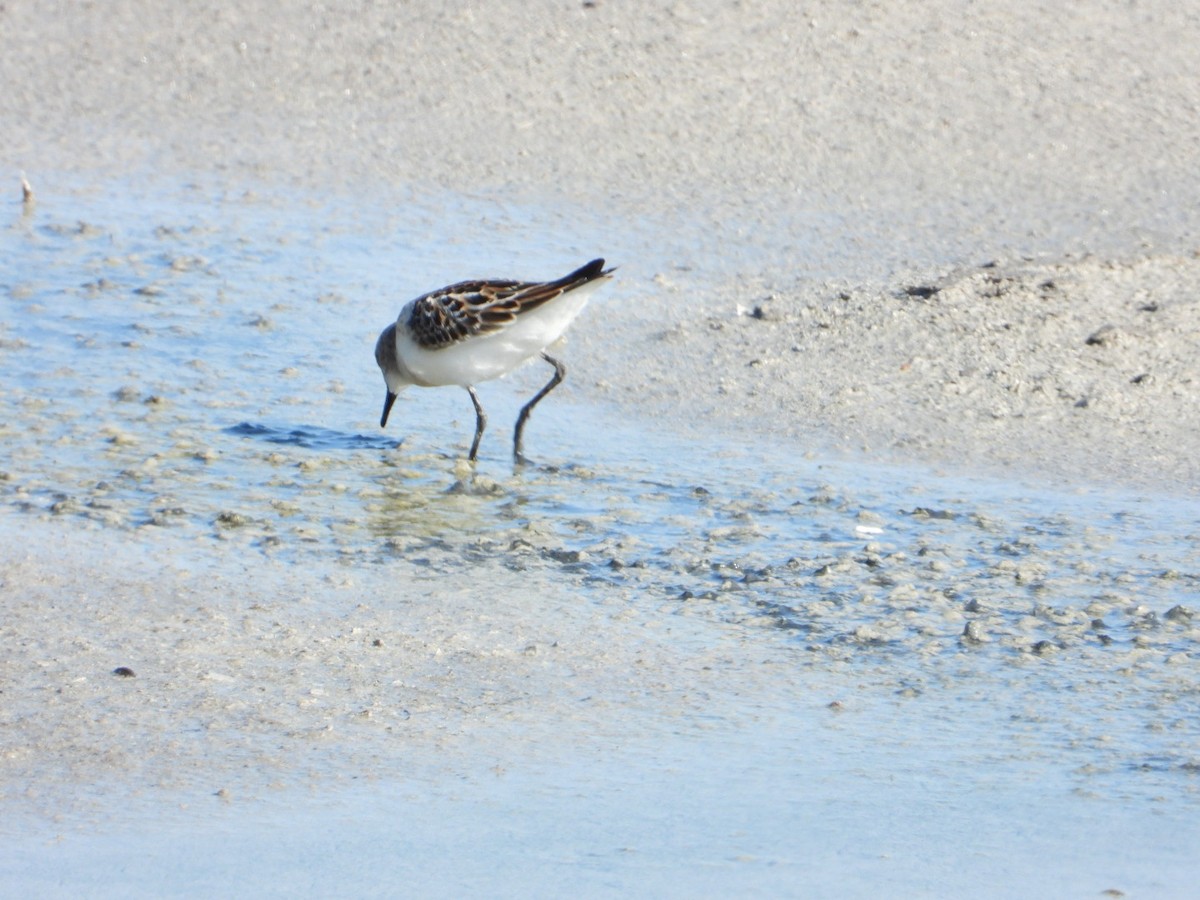 Little Stint - ML641962084