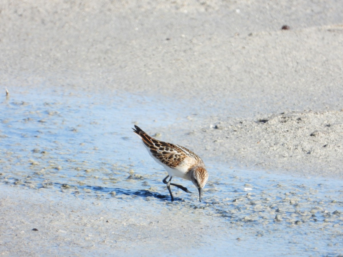 Little Stint - ML641962085