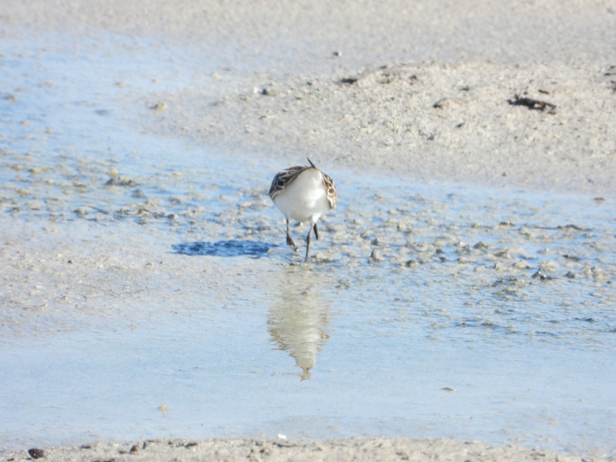 Little Stint - ML641962086
