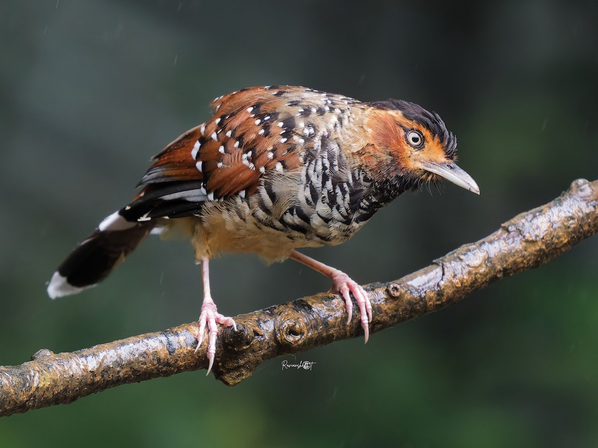 Spotted Laughingthrush - ML641962087