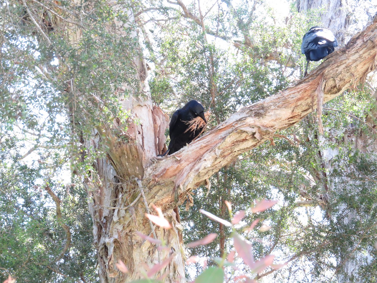 Australian Raven - ML641962097