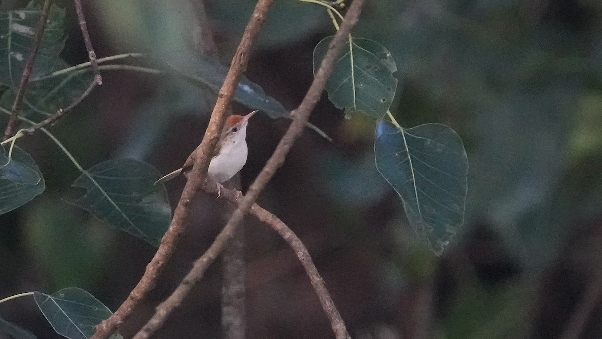 Common Tailorbird - ML641962104