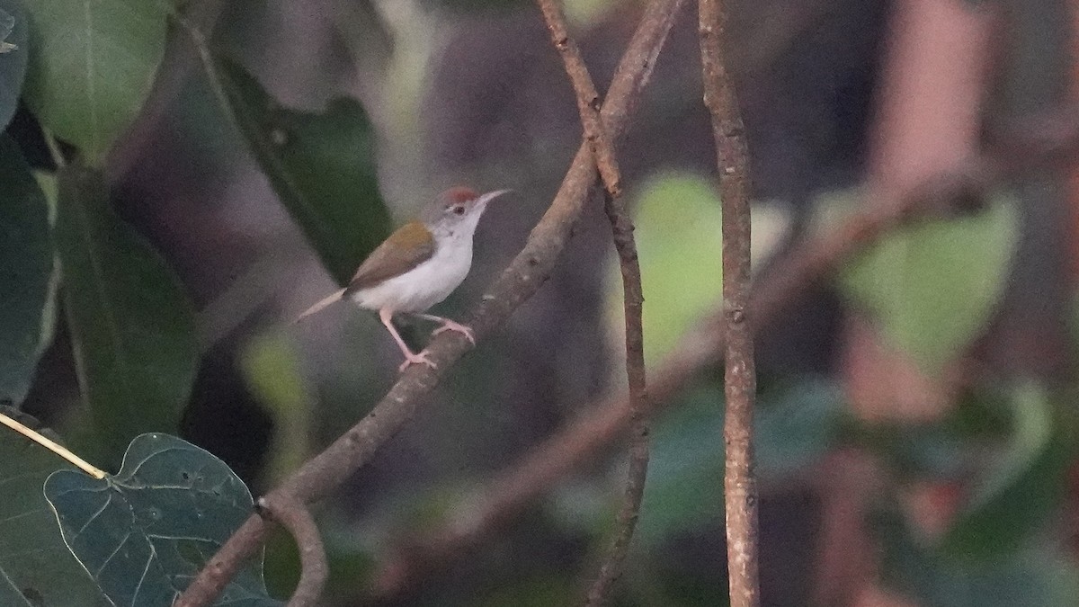 Common Tailorbird - ML641962108