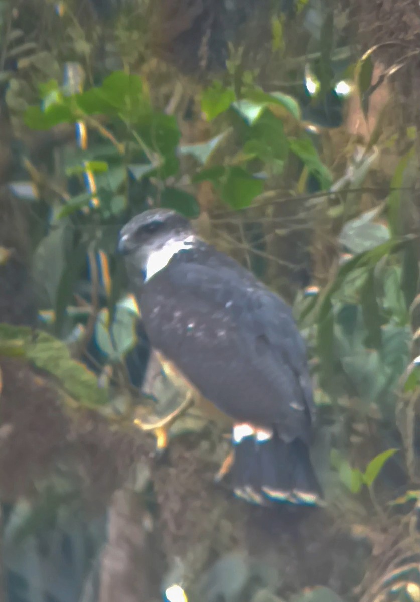 Gray-backed Hawk - ML641962131