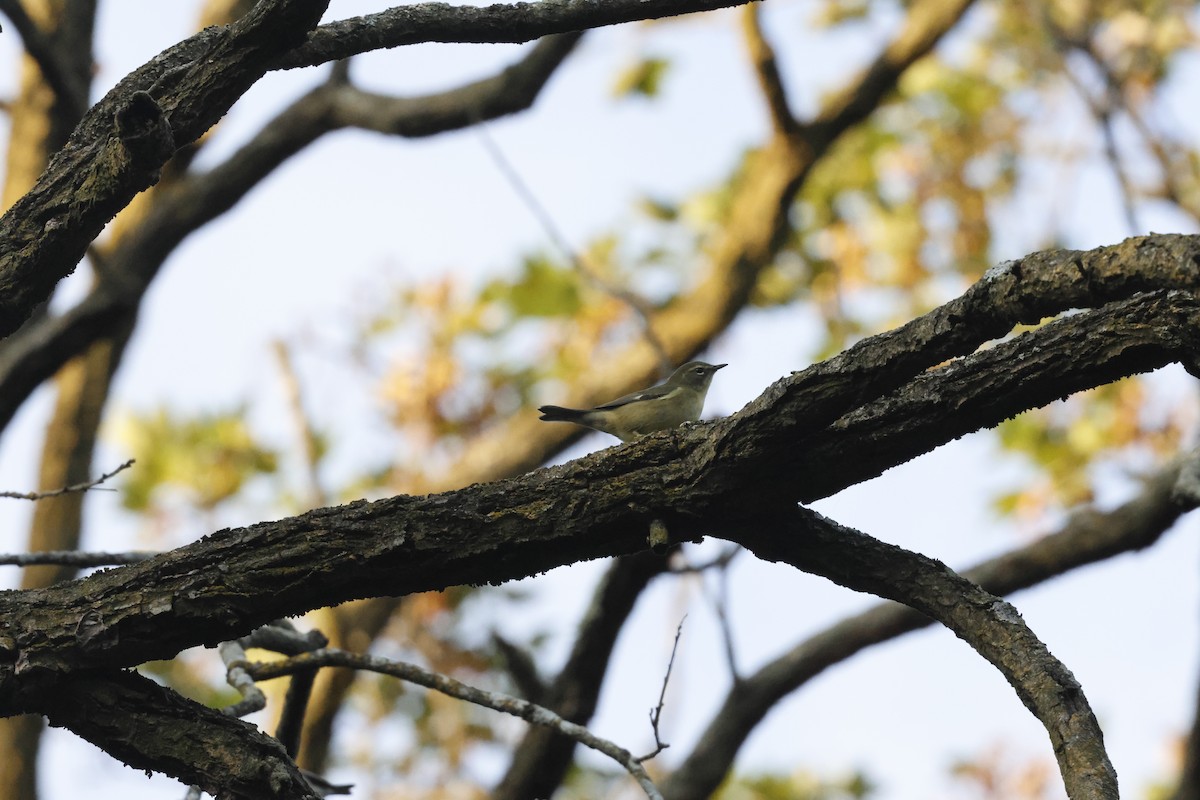Black-throated Blue Warbler - ML641962132