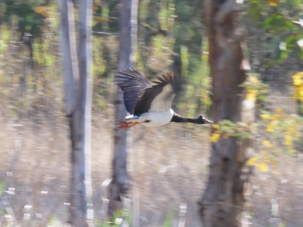 Magpie Goose - ML641962151