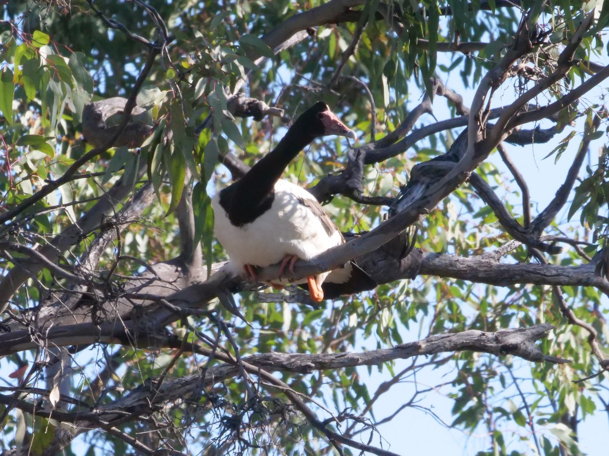 Magpie Goose - ML641962152