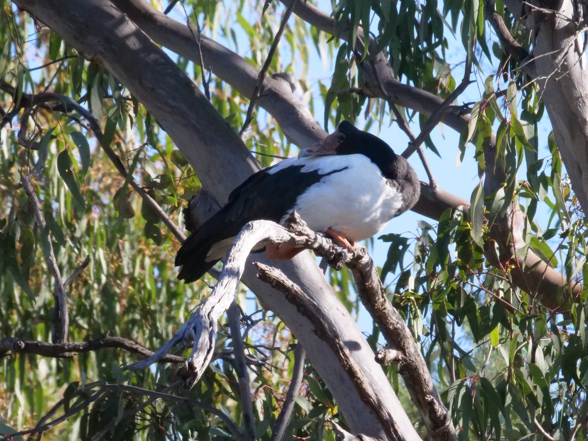 Magpie Goose - ML641962153