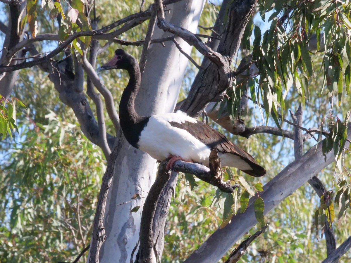 Magpie Goose - ML641962155