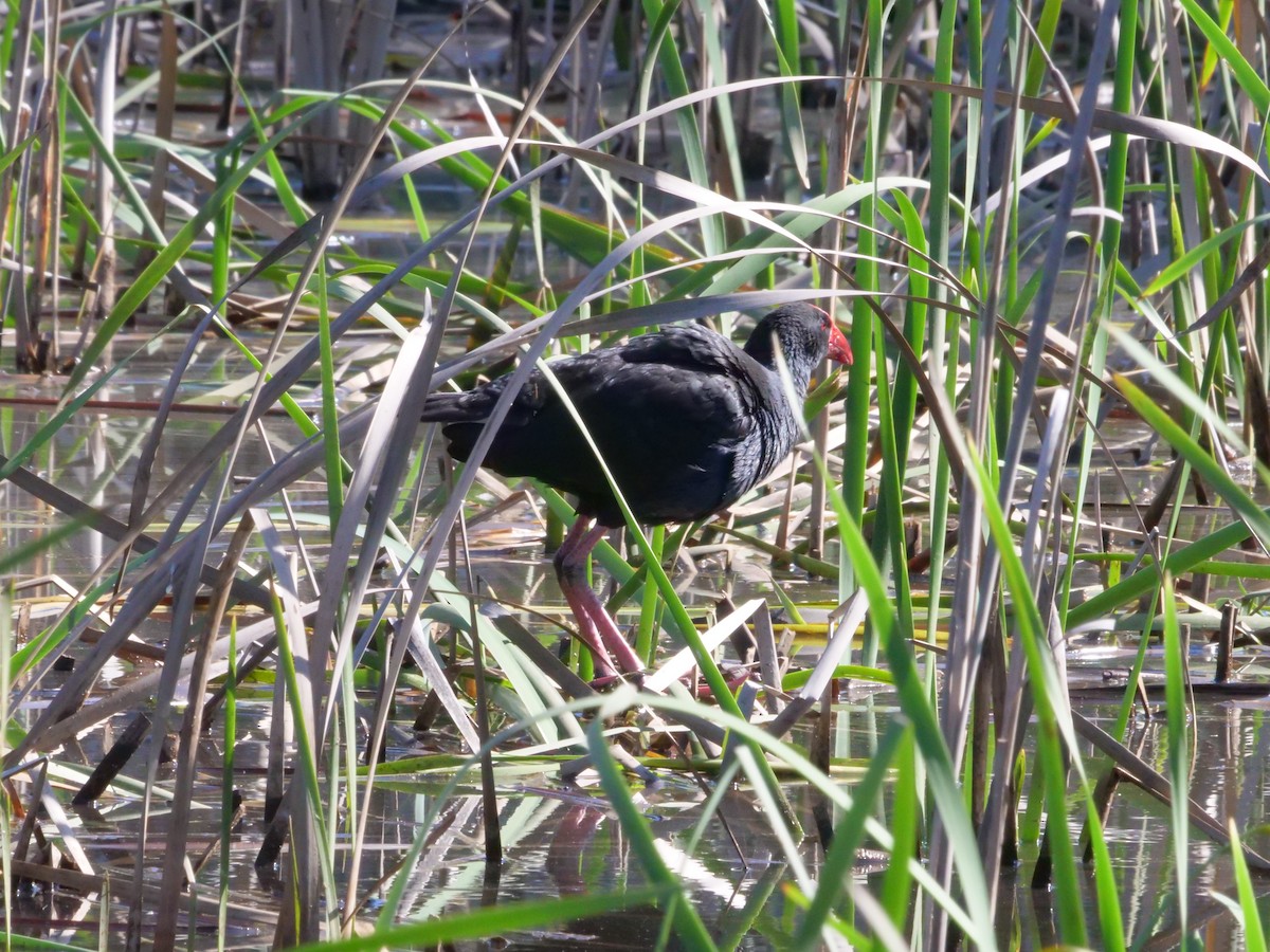 Australasian Swamphen - ML641962156